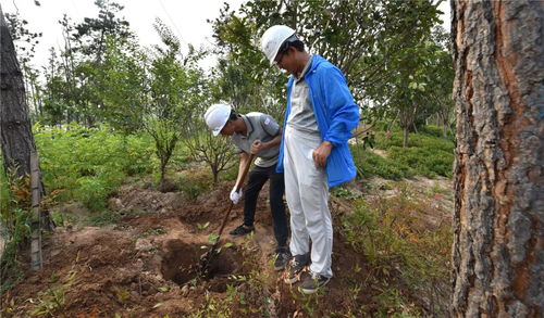 盛夏果實,不負(fù)光陰 人文園林綠化施工實操技能培訓(xùn)圓滿完成