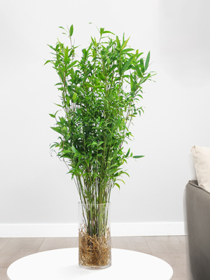 武漢室內盆景、花卉養護與園林綠化工程全解析